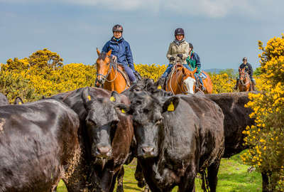 Cavaliers guidant des vaches lors d'un séjour en Angleterre