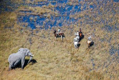 Safari à cheval dans l'Okavango