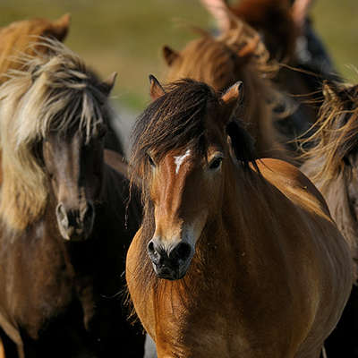 Troupeau de chevaux en Islande