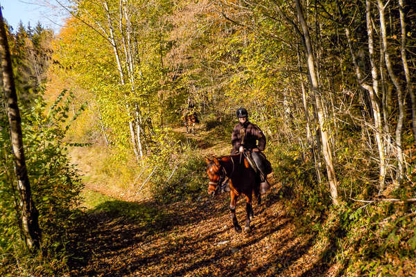 A cheval dans une forêt du Jura