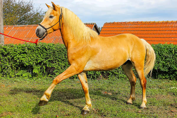 A cheval en Croatie centrale