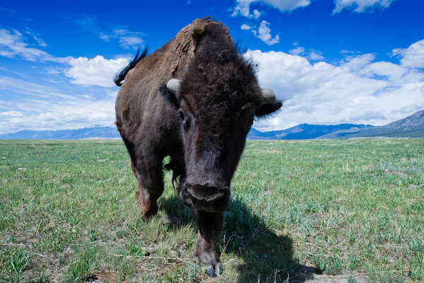 Bison dans un ranch du Colorado