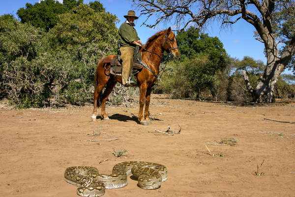 Cavalier et python au Botswana