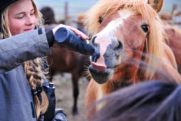 Cavalière et son cheval en Islande