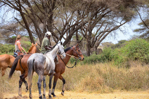 Cavaliers en safari en Tanzanie