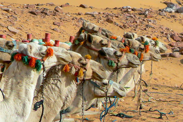 Chameaux en Egypte