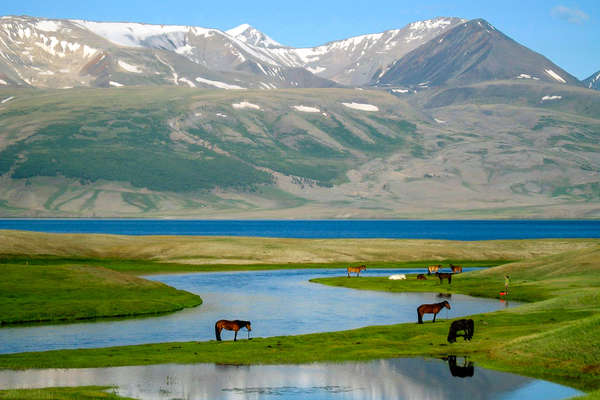 Chevaux dans l'Altaï