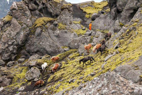 Convoyage de chevaux en Islande
