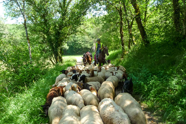 Convoyage de moutons au Périgord