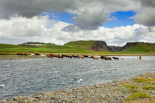 Découverte des chevaux islandais