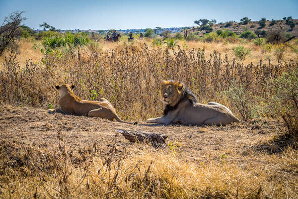 Face à face entre cavaliers et lions