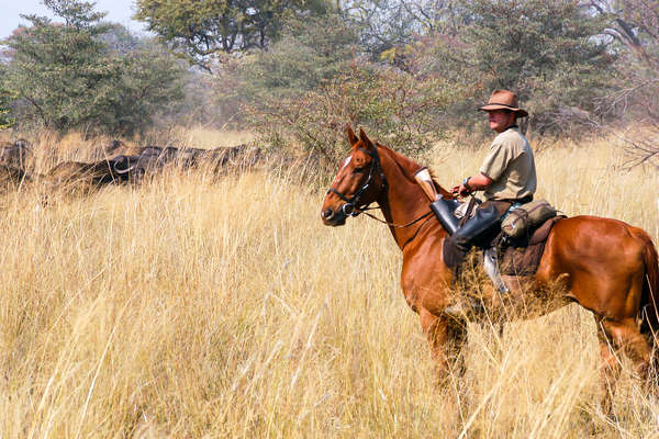 Guide équestre en safari