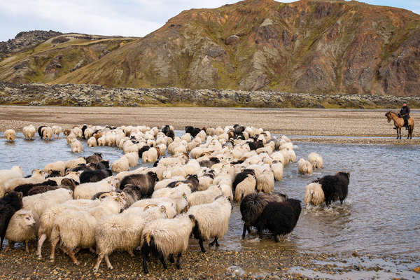 Les hauts plateaux d'Islande à cheval