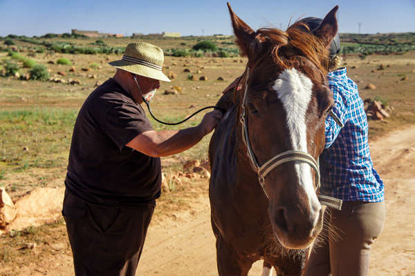 Maroc et chevaux d'endurance