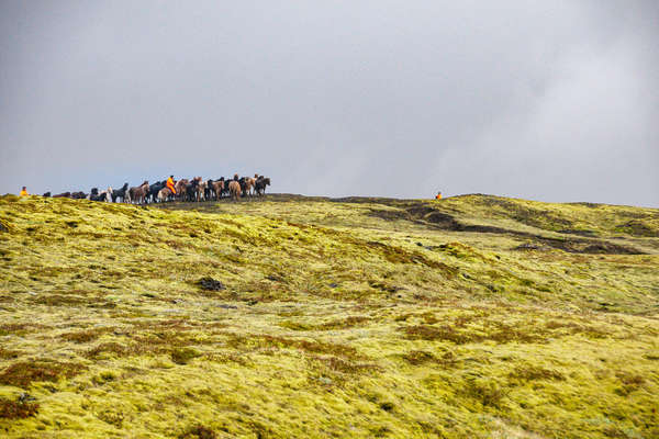 Paysages bucoliques d'Islande à cheval