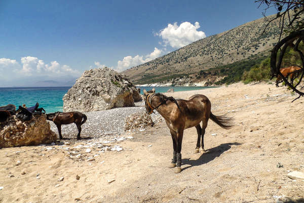 Plages albanaises à cheval