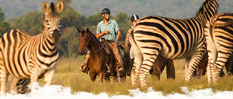 Afrique du sud à cheval