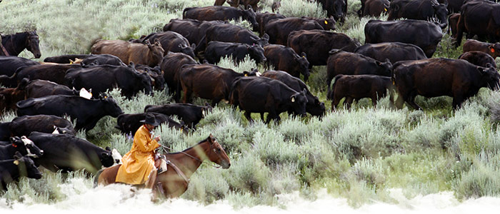 Convoyage et ranch de travail 