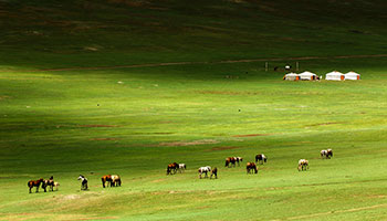 Mongolie centrale cheval