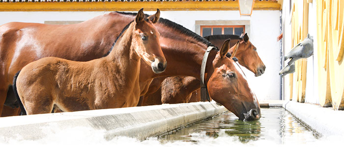 cheval au Portugal en mai