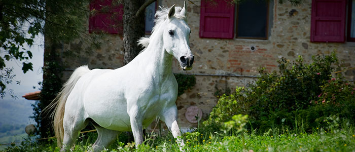 A cheval en Italie ne mai