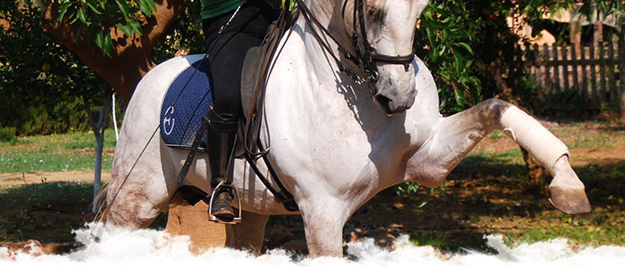 Dressage & Haute école en Andalousie