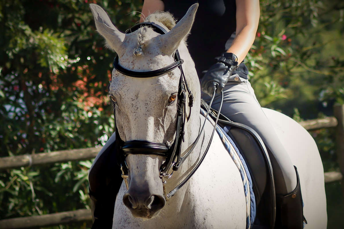 Veste de concours femme Equestrian Stockholm Classic | La sellerie de Maé