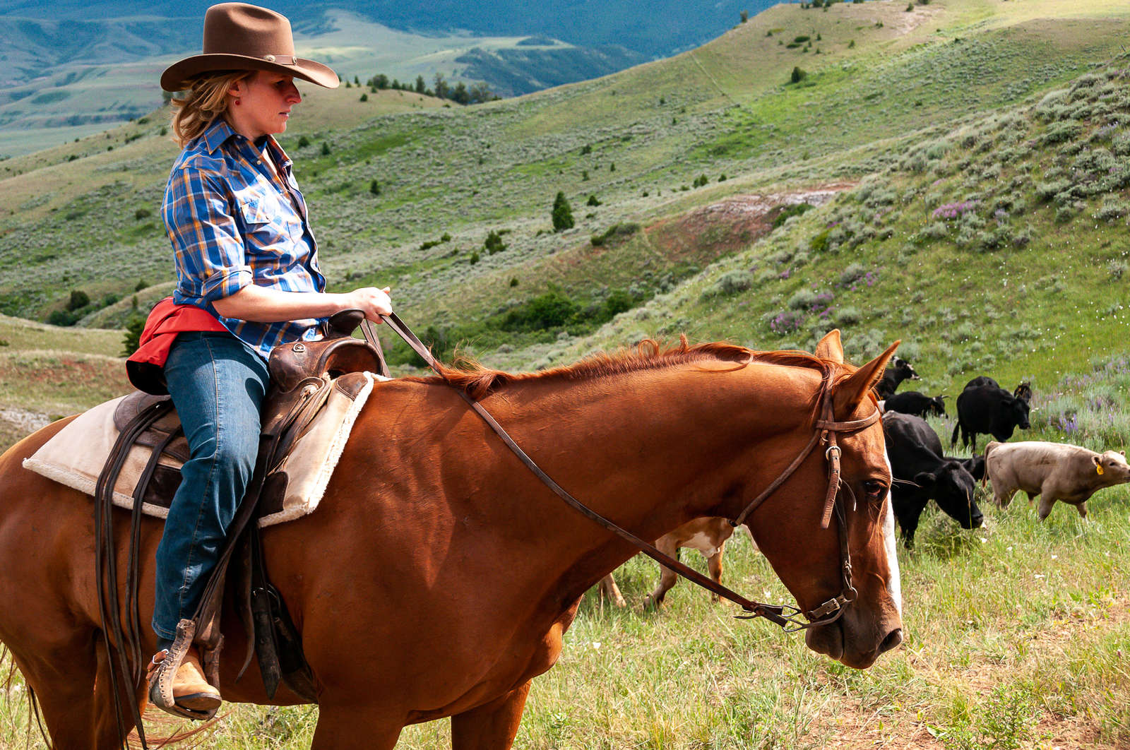 Cheval Ranch Séjour Ranch, travail du bétail dans l’Ouest Américain