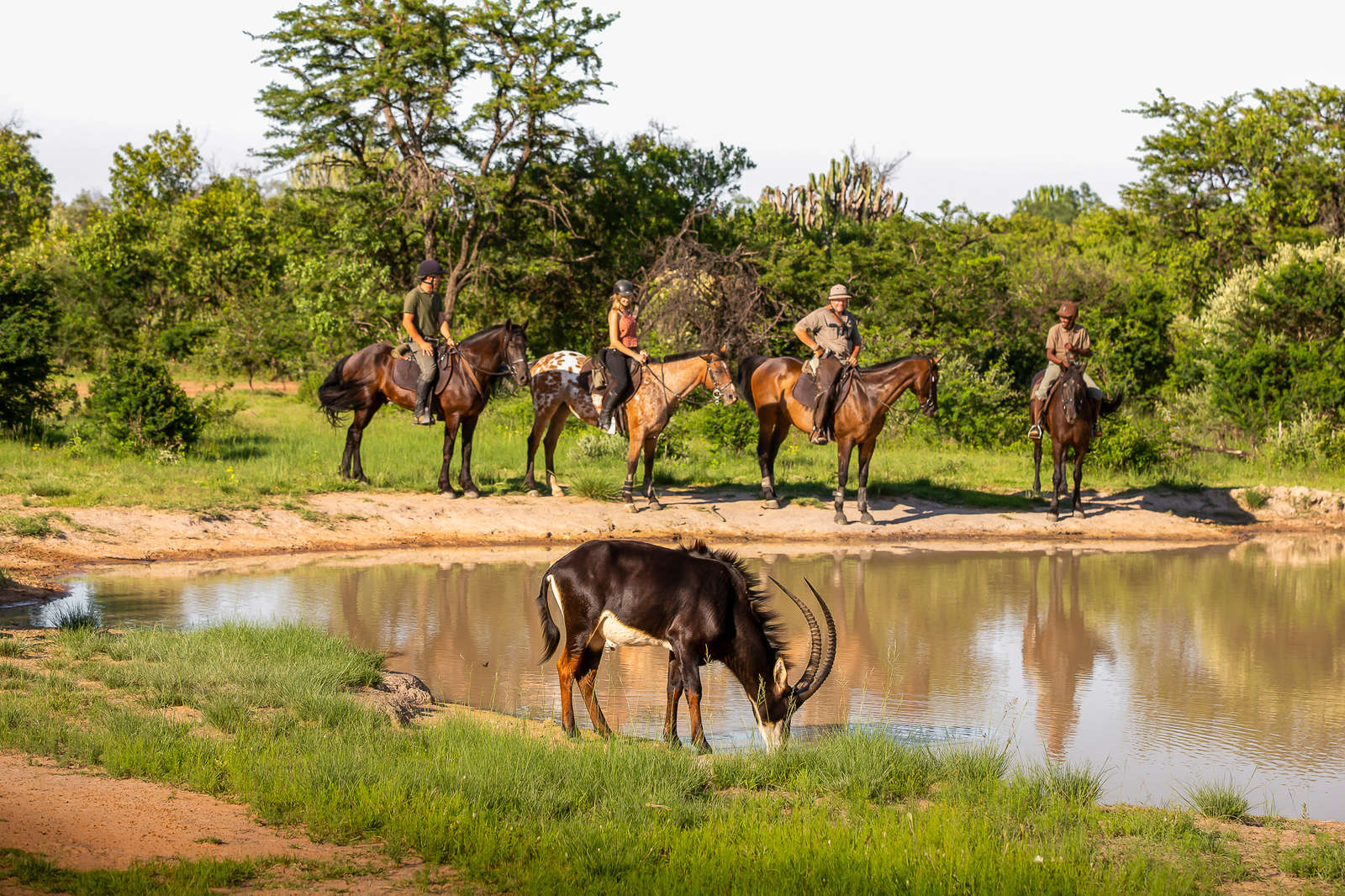 Safari à cheval dans le Waterberg en Afrique du Sud | Cheval d'Aventure