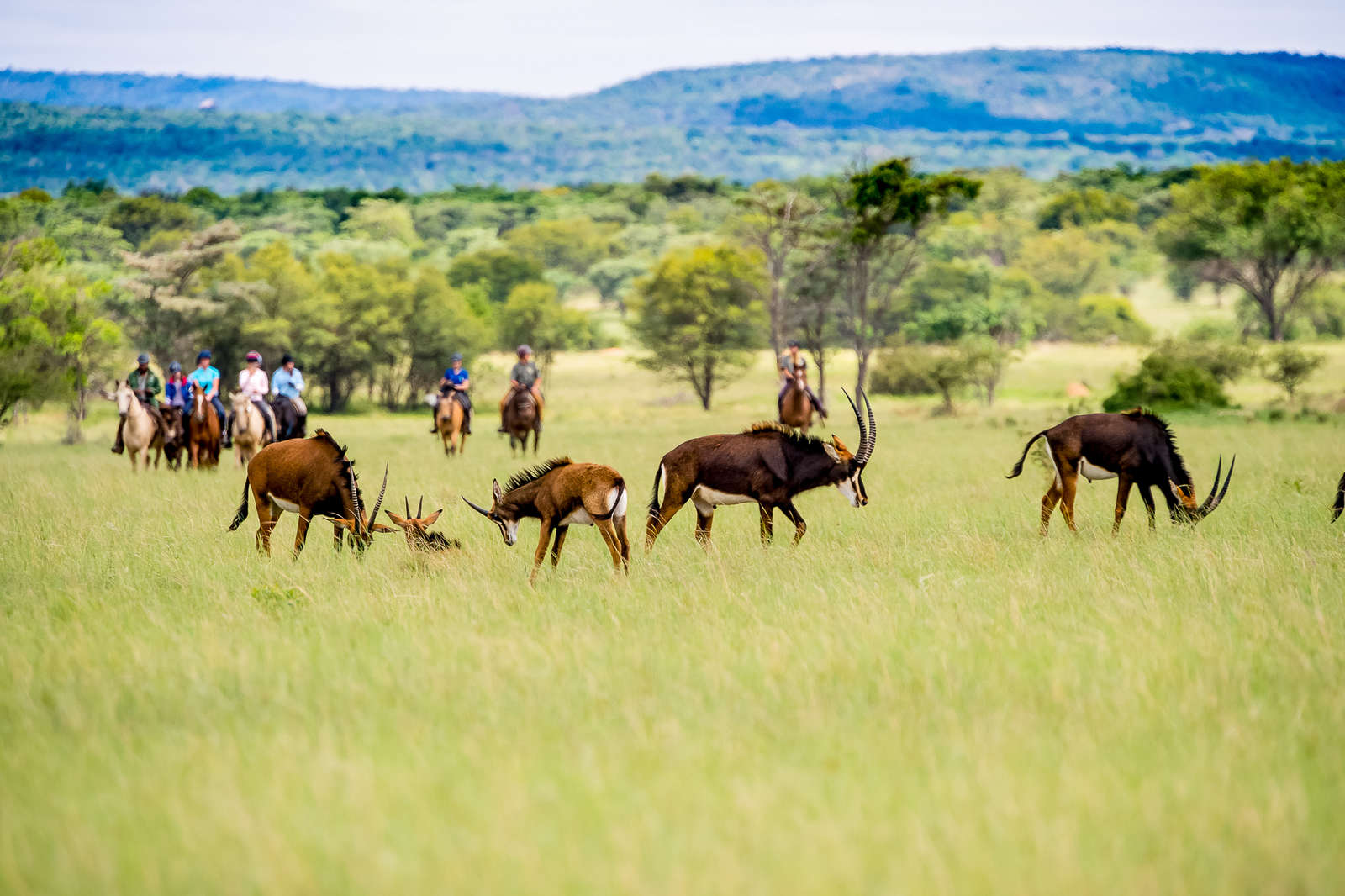 Séjour équestre & familiale au cœur de l'Afrique du Sud | Cheval d'Aventure