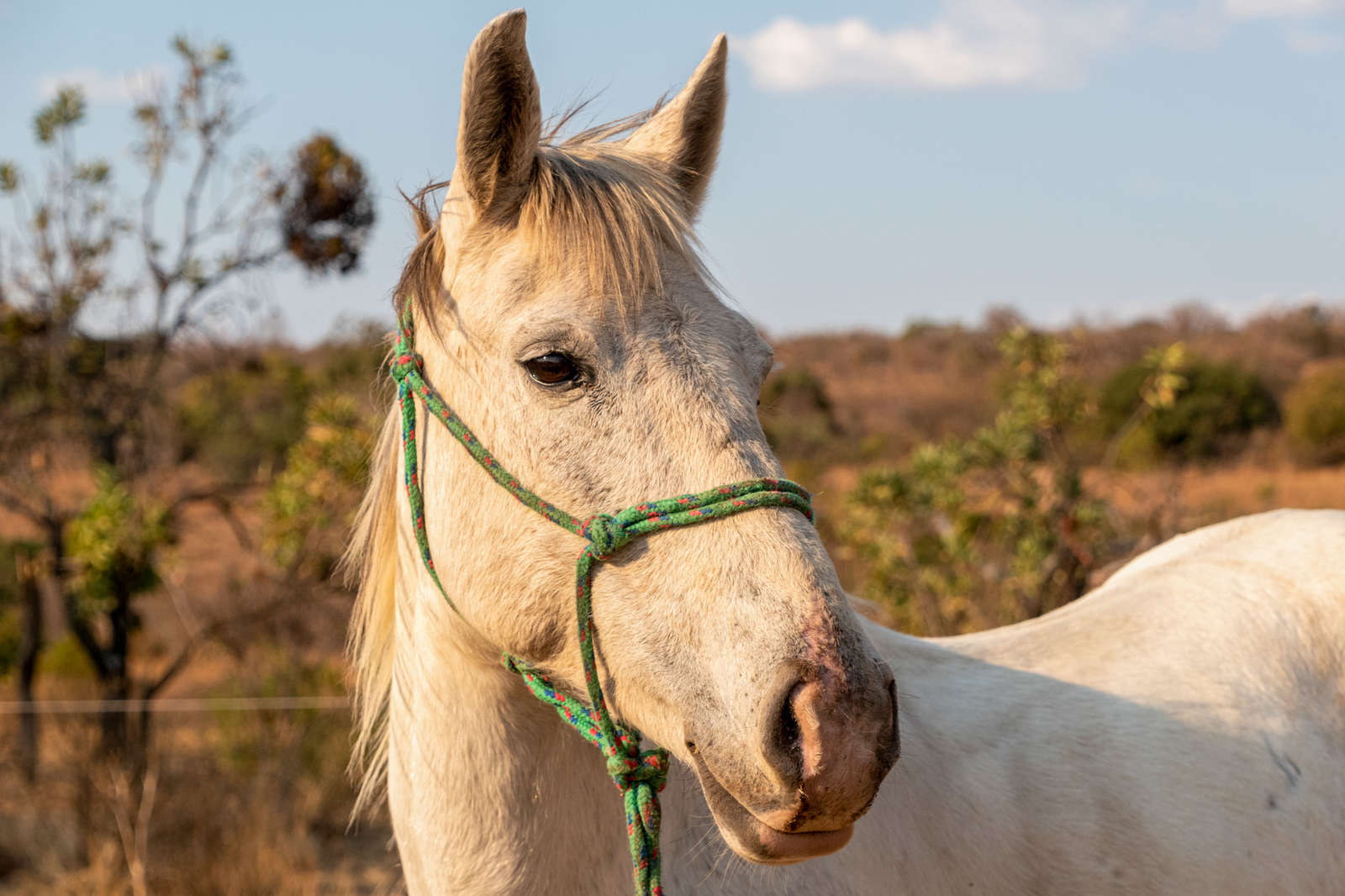 Safari équestre pour volontaires en Afrique du sud Cheval d'Aventure