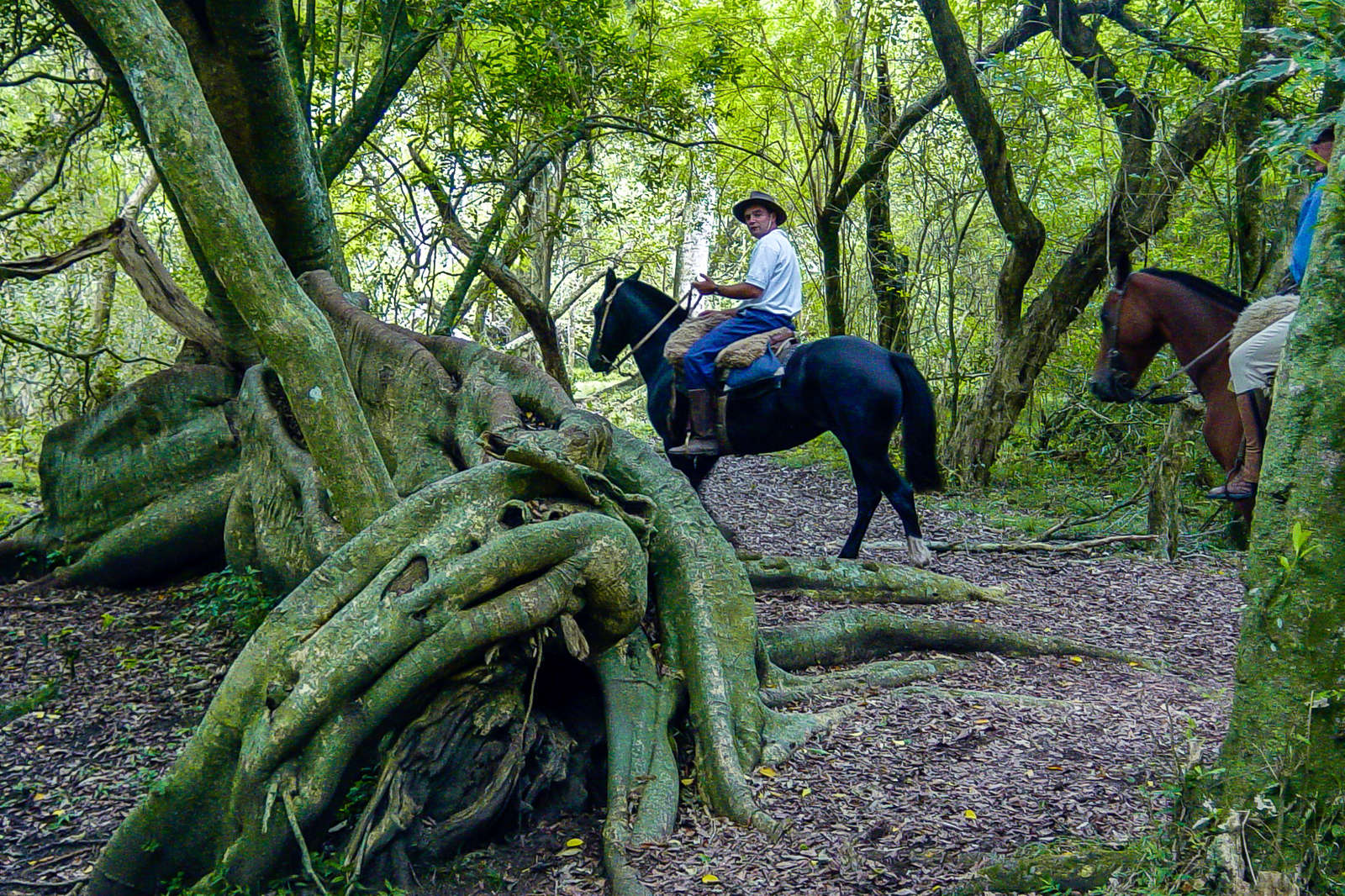 Randonnée équestre, avec les chevaux criollos d’Uruguay | Cheval d'Aventure