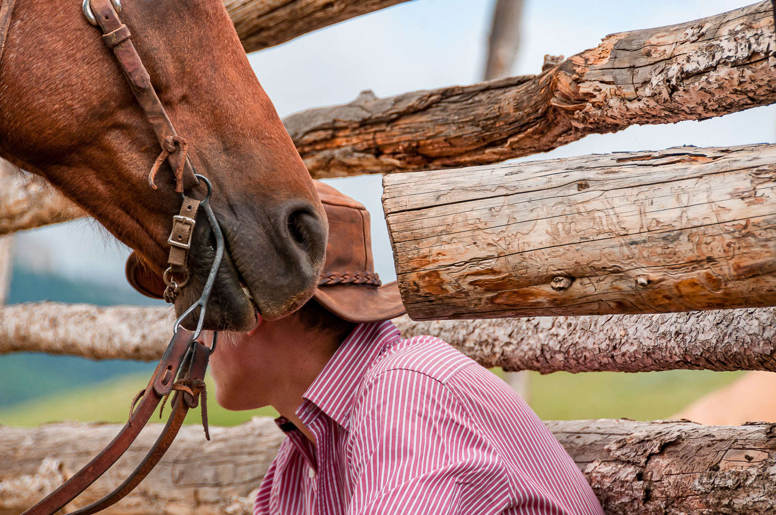 Séjournez dans un ranch de travail dans le Montana Cheval d