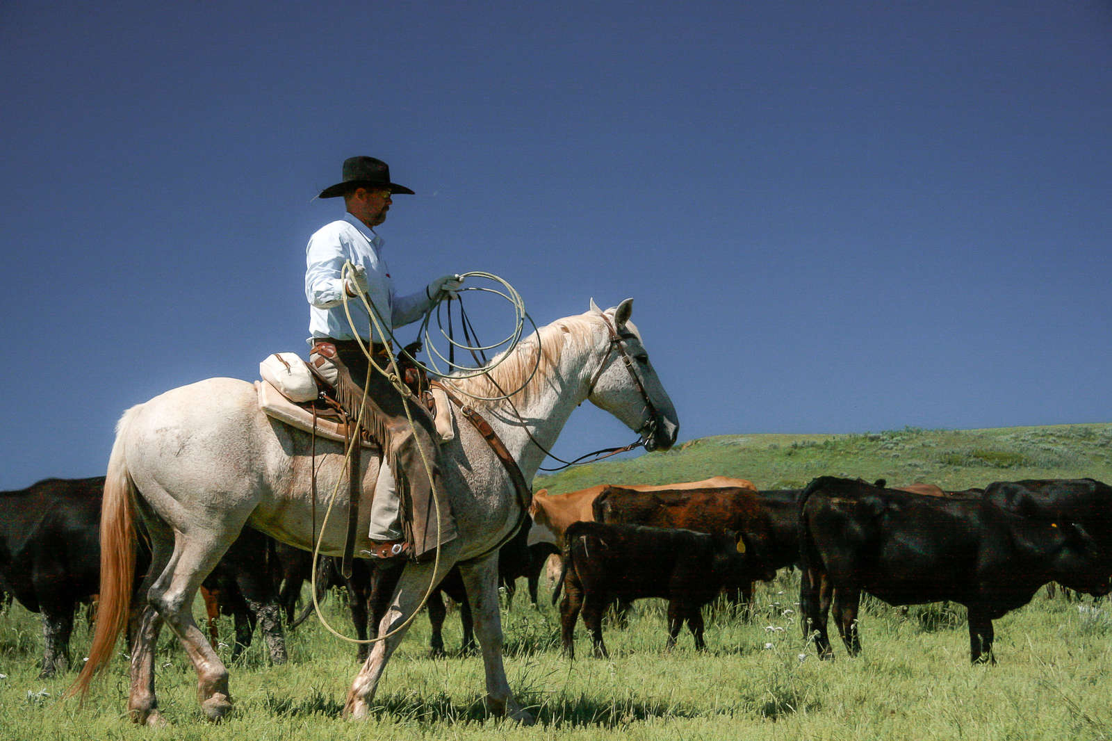 Séjournez dans un ranch de travail dans le Montana Cheval