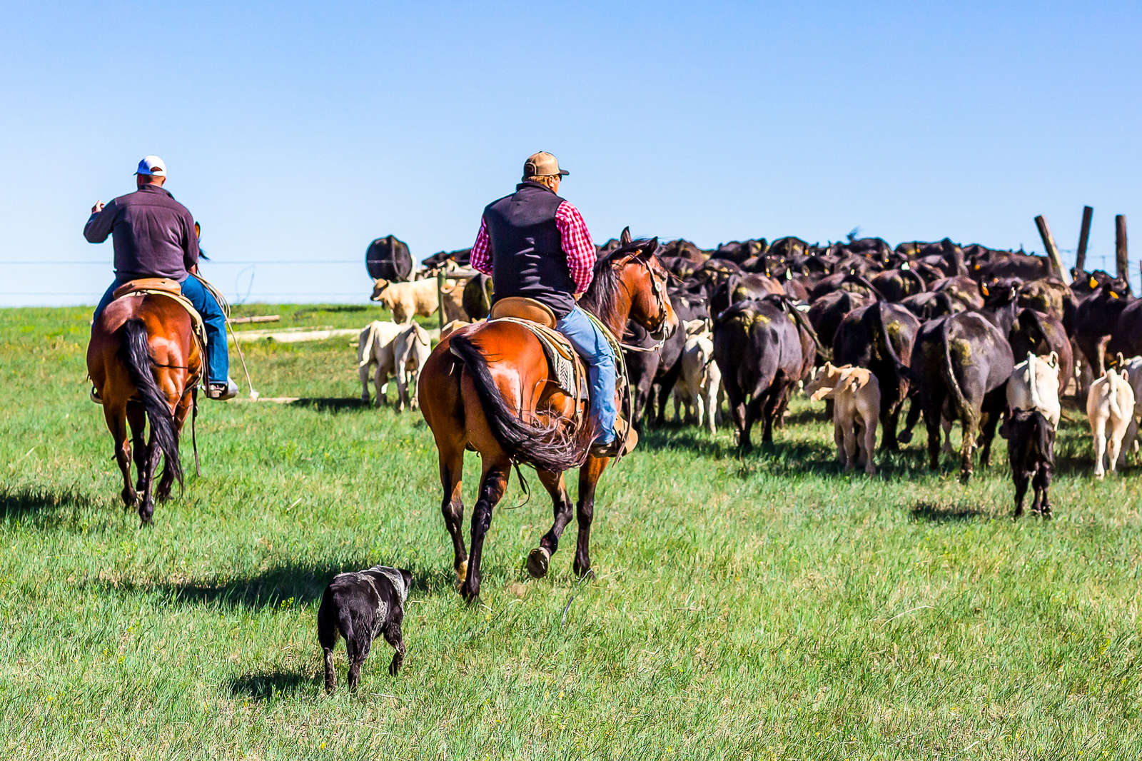 Un Ranche Séjour en ranch : vivez comme un cowboy aux Etats-Unis