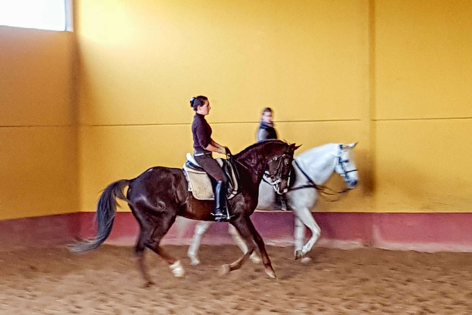 Profitez d'un stage de dressage sur mesure en Andalousie | Cheval d ...