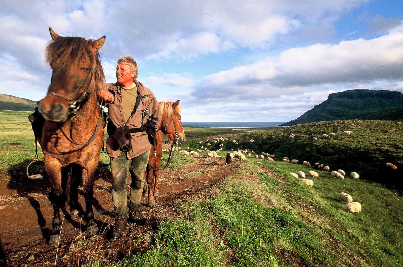 Randonnées et séjours à cheval en Islande Cheval d'Aventure