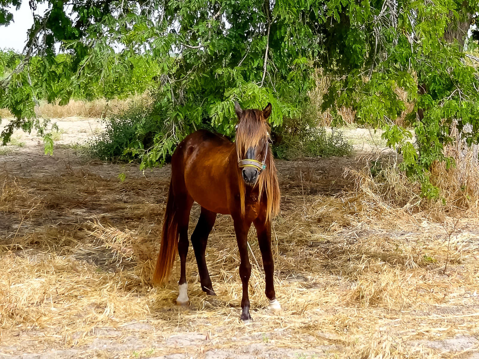 Partez pour une randonnée à cheval dans le delta Sénégal Cheval d
