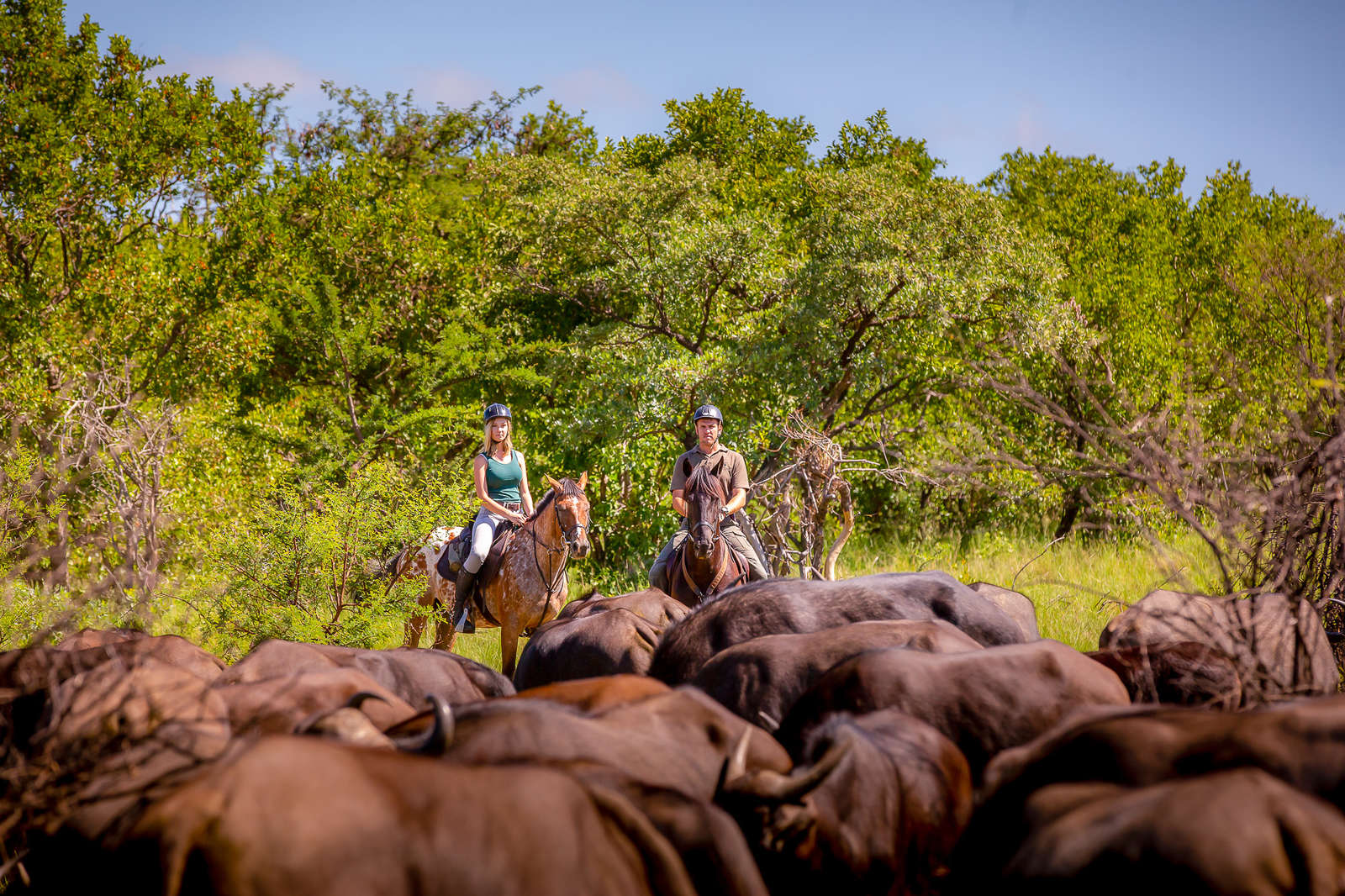 Safari A Cheval Afrique Du Sud