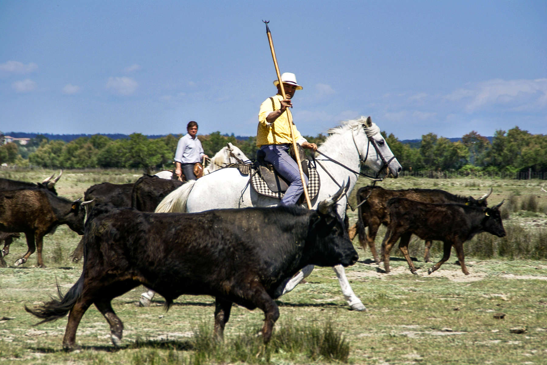 A cheval dans la manade Salierene