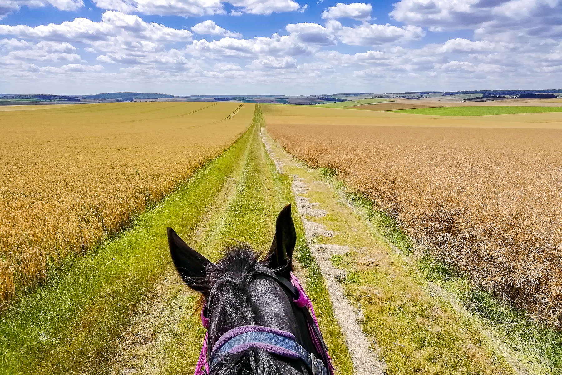 A cheval en Champagne