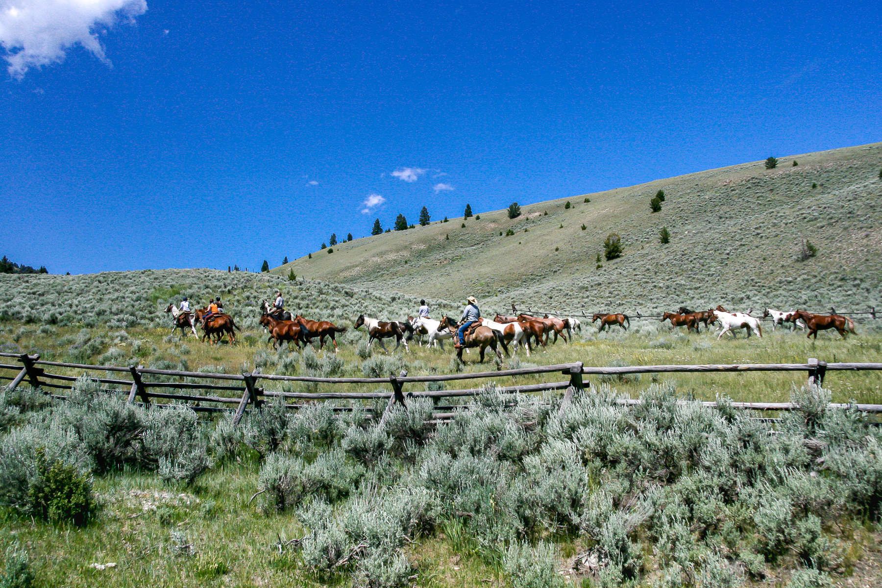 Rassemblement des chevaux - Convoyage dans l'Idaho A cheval sur les sentiers de l'Idaho