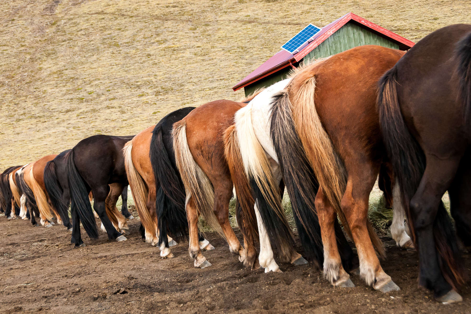 Au cœur de l'Islande à cheval