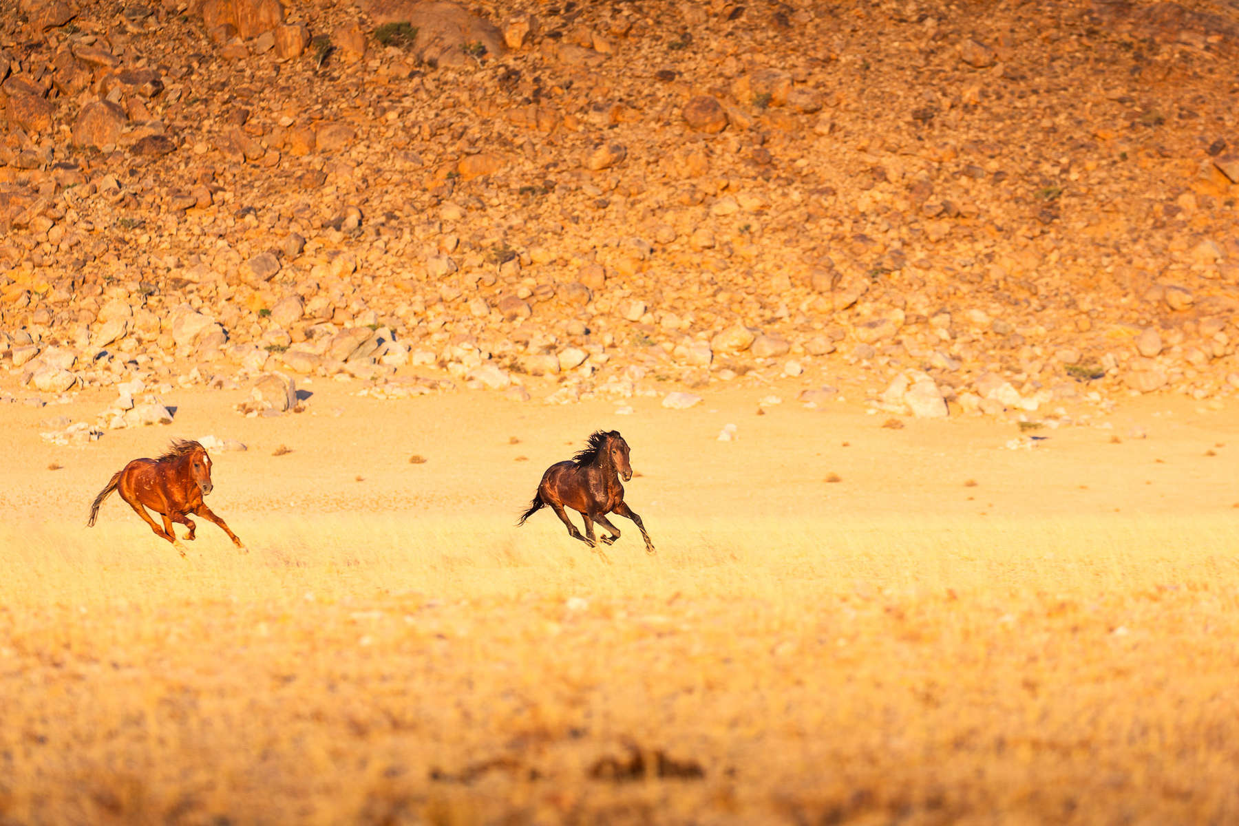 Au galop dans le paysage namibien