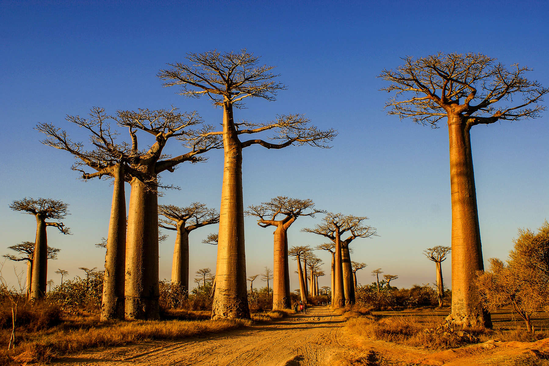 Baobab de Madagascar