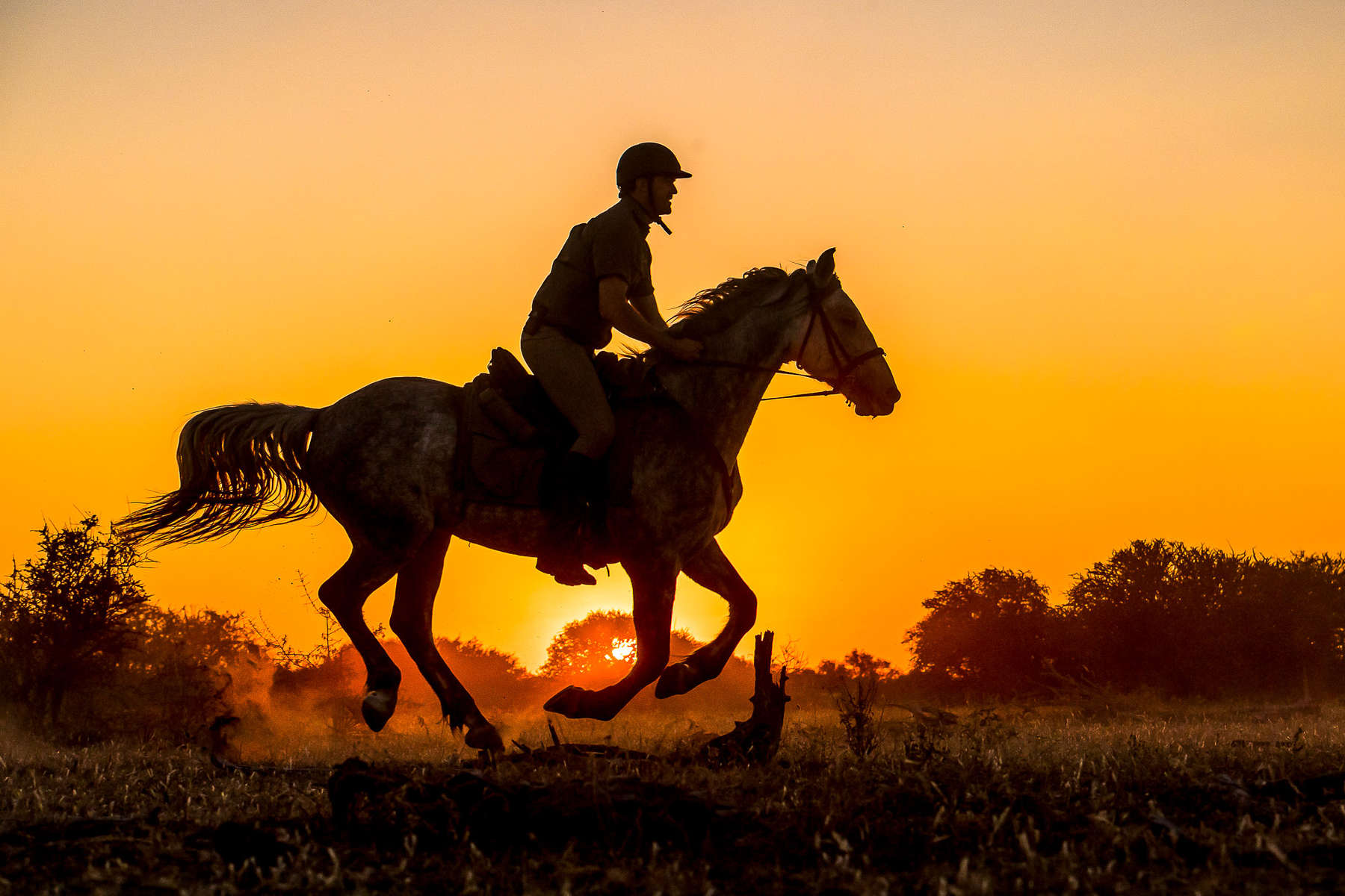 safari botswana cheval