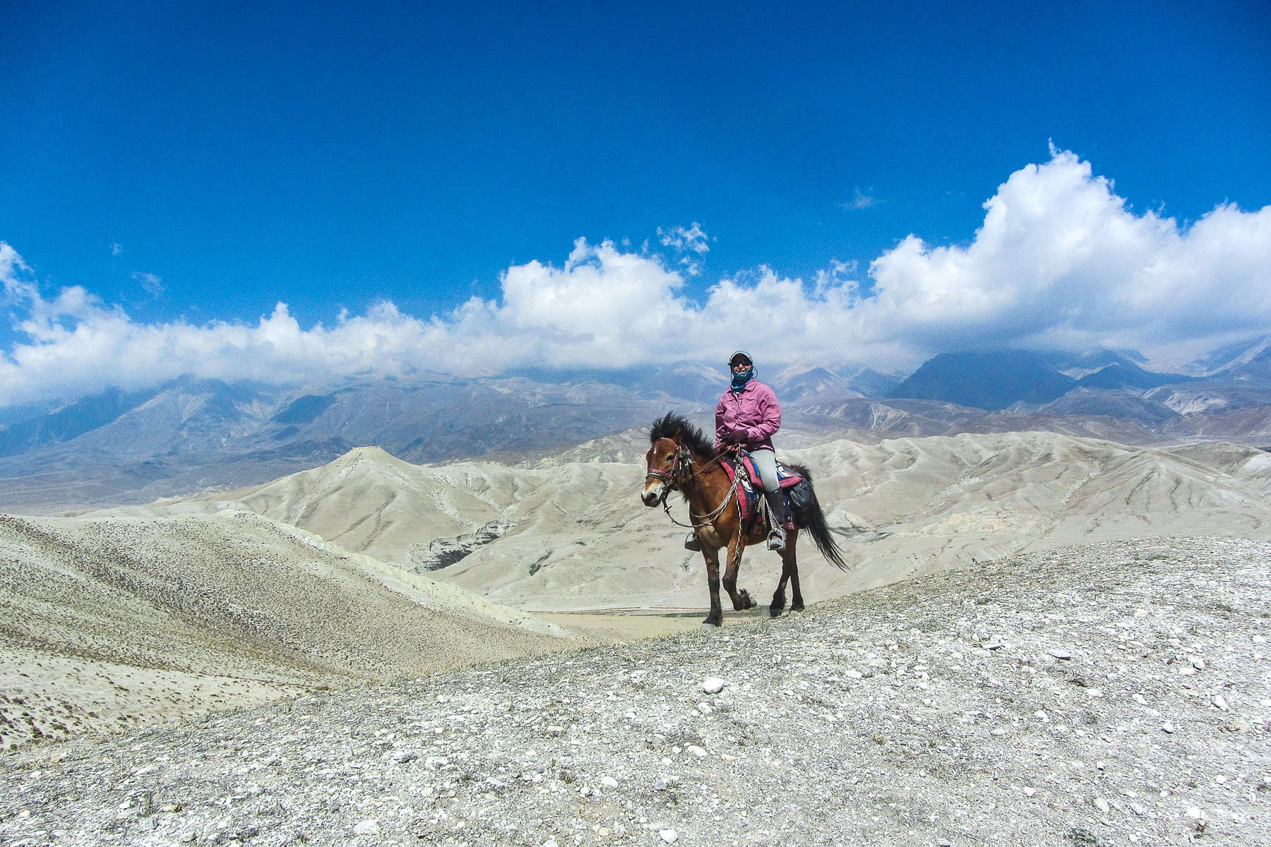 Cavalière au Mustang