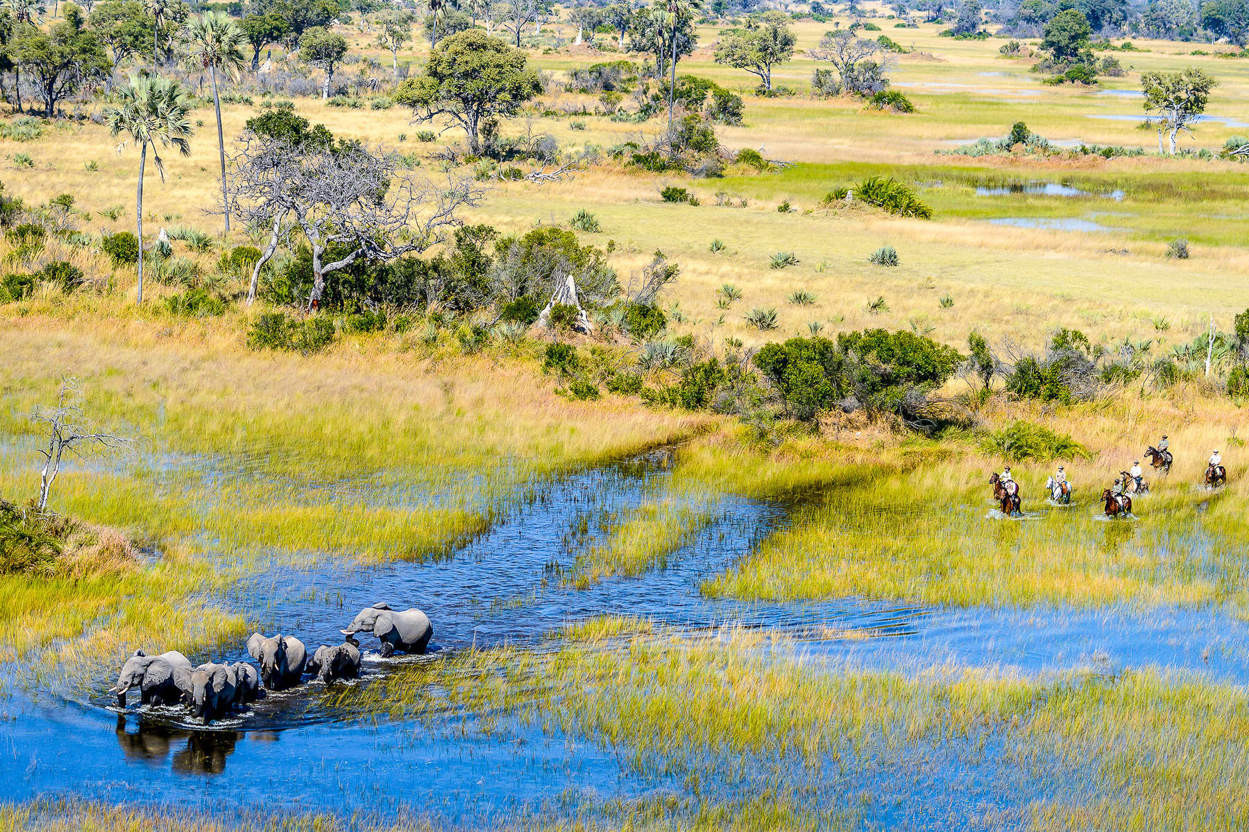 Cavaliers dans le delta de l'Okavango