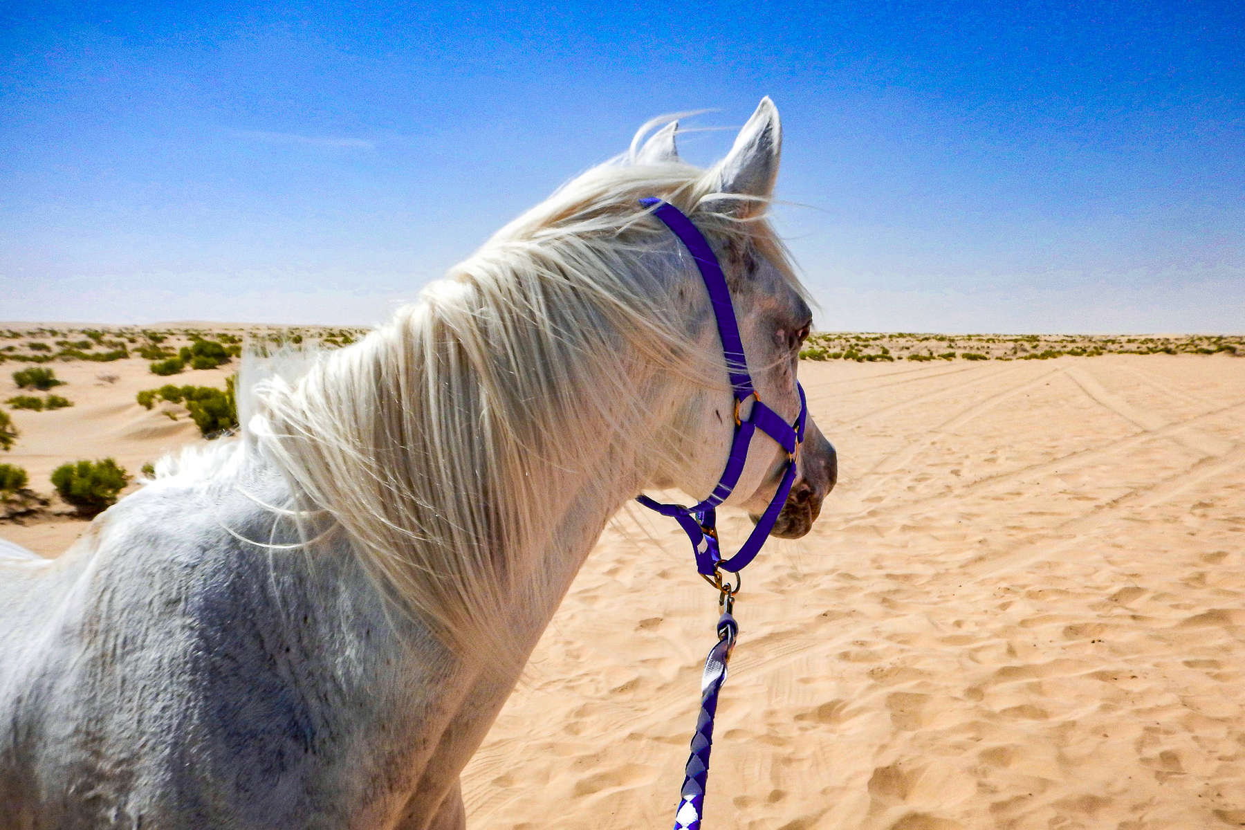 Partez à Cheval à Abu Dhabi Dans Les Emirats Arabe Unis