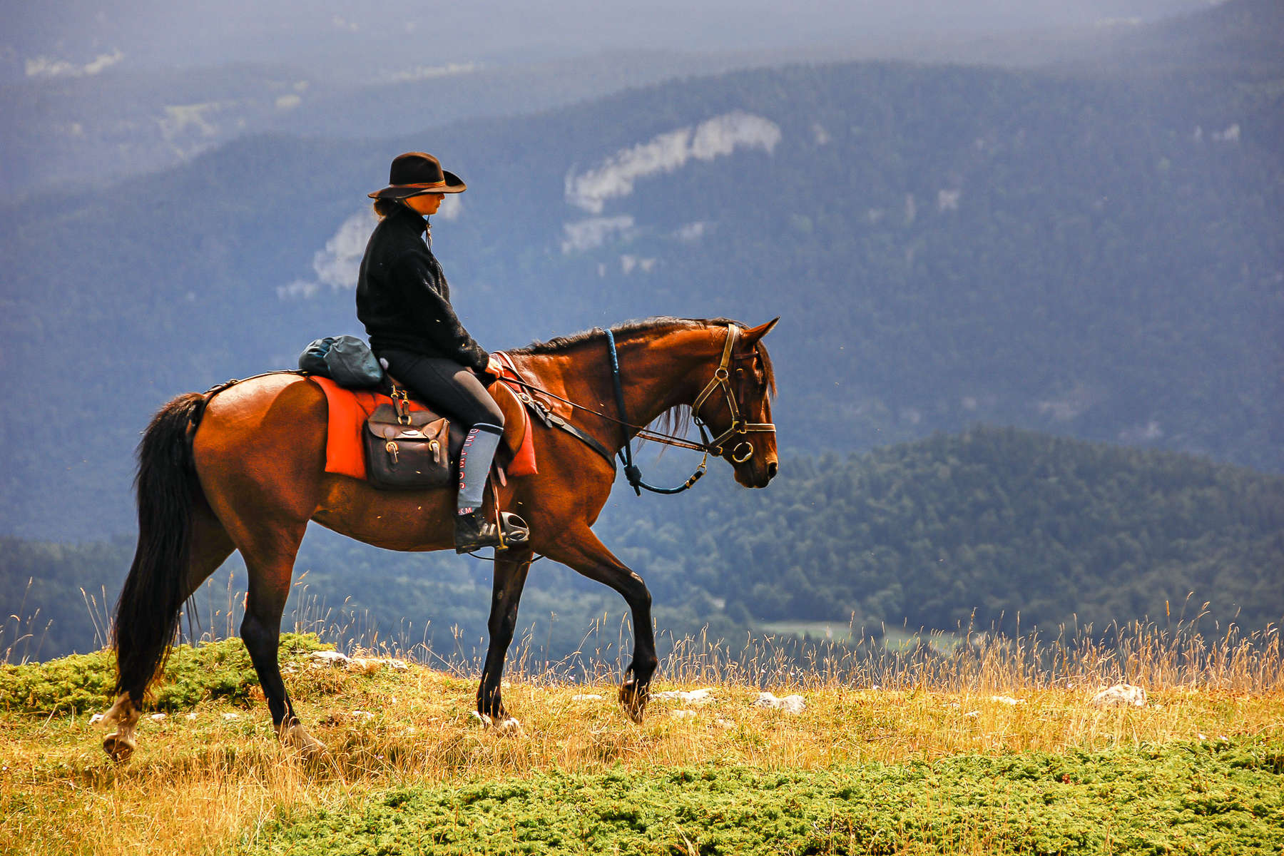 Cheval dans le Vercors